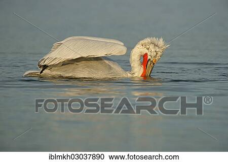 "Dalmatian Pelican (Pelecanus crispus) while fishing, Lake Kerkini, Central Macedonia, Greece, Europe" View Large Photo Image Stock Image - "Dalmatian Pelican (Pelecanus crispus) while fishing, Lake Kerkini, Central Macedonia, Greece, Europe". Fotosearch
