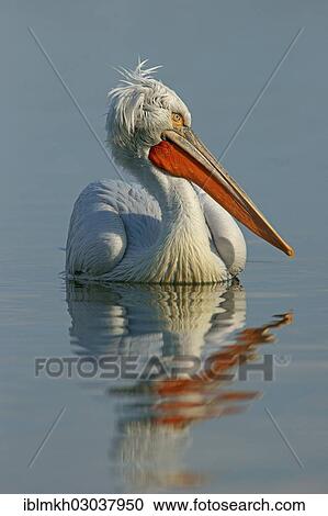 "Dalmatian Pelican (Pelecanus crispus), Lake Kerkini, Central Macedonia, Greece, Europe" View Large Photo Image Stock Image - "Dalmatian Pelican (Pelecanus crispus), Lake Kerkini, Central Macedonia, Greece, Europe". Fotosearch
