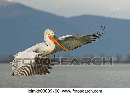 "Dalmatian Pelican (Pelecanus crispus) in flight, Lake Kerkini, Central Macedonia, Greece, Europe" View Large Photo Image Stock Image - "Dalmatian Pelican (Pelecanus crispus) in flight, Lake Kerkini, Central Macedonia, Greece, Europe". Fotosearch
