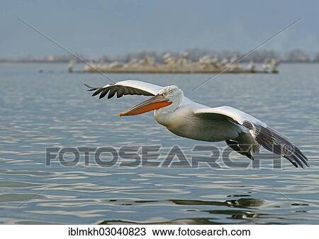"Dalmatian Pelican (Pelecanus crispus) in flight, Lake Kerkini, Central Macedonia, Greece, Europe" View Large Photo Image Stock Image - "Dalmatian Pelican (Pelecanus crispus) in flight, Lake Kerkini, Central Macedonia, Greece, Europe". Fotosearch