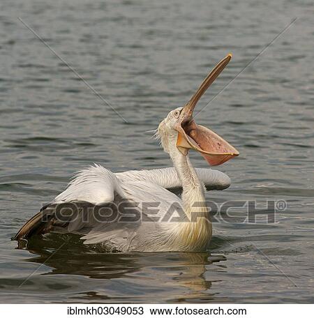 "Dalmatian Pelican (Pelecanus crispus), Lake Kerkini, Central Macedonia, Greece, Europe" View Large Photo Image Stock Image - "Dalmatian Pelican (Pelecanus crispus), Lake Kerkini, Central Macedonia, Greece, Europe". Fotosearch