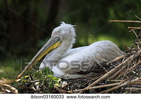 Stock Image - "Dalmatian Pelican (Pelecanus crispus), adult, brooding in a nest, native to Europe, captive, Amneville, France, Europe". Fotosearch