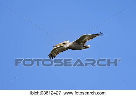 "Dalmatian Pelican (Pelecanus crispus) in flight, Central Macedonia, Greece, Europe" View Large Photo Image Stock Photo - "Dalmatian Pelican (Pelecanus crispus) in flight, Central Macedonia, Greece, Europe". Fotosearch