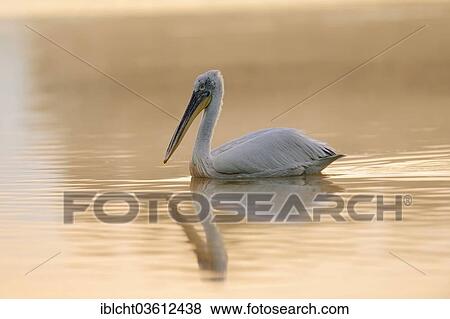 Stock Photo - "Dalmatian Pelican (Pelecanus crispus), with reflection, Central Macedonia, Greece, Europe". Fotosearch