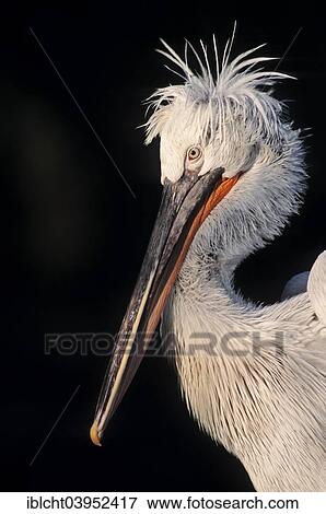 "Dalmatian Pelican (Pelecanus crispus), native to Europe and Asia, captive, Germany, Europe" View Large Photo Image Stock Photo - "Dalmatian Pelican (Pelecanus crispus), native to Europe and Asia, captive, Germany, Europe". Fotosearch