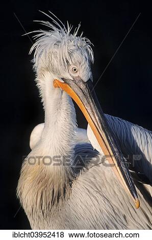 Stock Photo - "Dalmatian Pelican (Pelecanus crispus), native to Europe and Asia, captive, Germany, Europe". Fotosearch