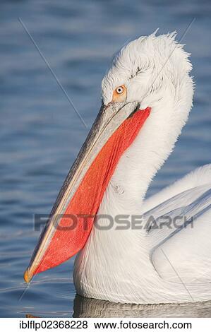"Dalmatian Pelican (Pelecanus crispus), adult, portrait, swimming on Lake Kerkini, Greece, Europe" View Large Photo Image Stock Photo - "Dalmatian Pelican (Pelecanus crispus), adult, portrait, swimming on Lake Kerkini, Greece, Europe". Fotosearch