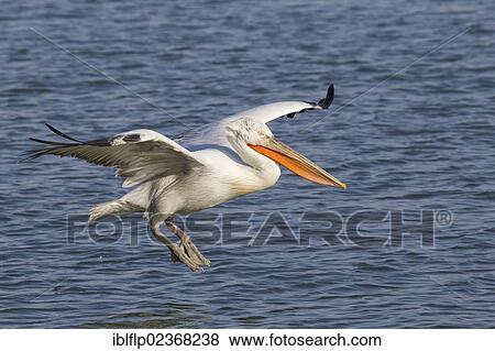Stock Photo - "Dalmatian Pelican (Pelecanus crispus), adult, in flight, landing on water, Lake Kerkini, Greece, Europe". Fotosearch