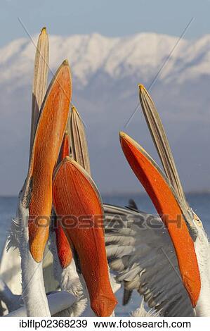 "Dalmatian Pelican (Pelecanus crispus), adults, close-up of heads and beaks, flock competing for fish discarded by fishermen, Lake Kerkini, Greece, Europe" View Large Photo Image Stock Photo - "Dalmatian Pelican (Pelecanus crispus), adults, close-up of heads and beaks, flock competing for fish discarded by fishermen, Lake Kerkini, Greece, Europe". Fotosearch