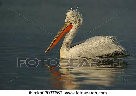"Dalmatian Pelican (Pelecanus crispus), Lake Kerkini, Central Macedonia, Greece, Europe" View Large Photo Image Stock Photo - "Dalmatian Pelican (Pelecanus crispus), Lake Kerkini, Central Macedonia, Greece, Europe". Fotosearch