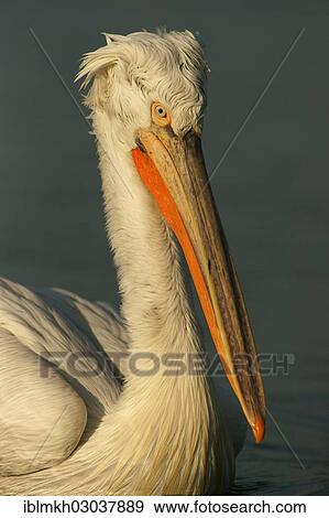 Stock Photo - "Dalmatian Pelican (Pelecanus crispus), Lake Kerkini, Central Macedonia, Greece, Europe". Fotosearch