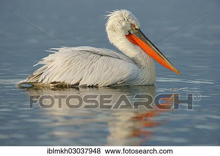 Stock Photo - "Dalmatian Pelican (Pelecanus crispus), Lake Kerkini, Central Macedonia, Greece, Europe". Fotosearch