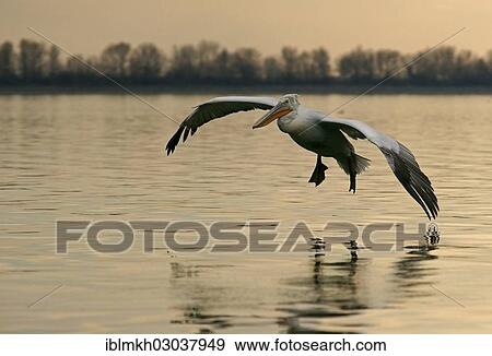 "Dalmatian Pelican (Pelecanus crispus) in flight, Lake Kerkini, Central Macedonia, Greece, Europe" View Large Photo Image Stock Photo - "Dalmatian Pelican (Pelecanus crispus) in flight, Lake Kerkini, Central Macedonia, Greece, Europe". Fotosearch