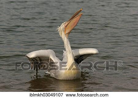 "Dalmatian Pelican (Pelecanus crispus), Lake Kerkini, Central Macedonia, Greece, Europe" View Large Photo Image Stock Photo - "Dalmatian Pelican (Pelecanus crispus), Lake Kerkini, Central Macedonia, Greece, Europe". Fotosearch