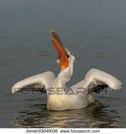 Stock Photograph - "Dalmatian Pelican (Pelecanus crispus), Lake Kerkini, Central Macedonia, Greece, Europe". Fotosearch