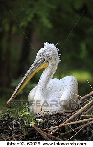 Stock Photograph - "Dalmatian Pelican (Pelecanus crispus), adult, brooding in a nest, native to Europe, captive, Amneville, France, Europe". Fotosearch
