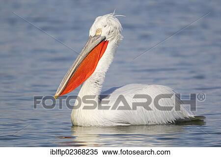 "Dalmatian Pelican (Pelecanus crispus), adult, swimming on lake, Lake Kerkini, Greece, Europe" View Large Photo Image Stock Photography - "Dalmatian Pelican (Pelecanus crispus), adult, swimming on lake, Lake Kerkini, Greece, Europe". Fotosearch