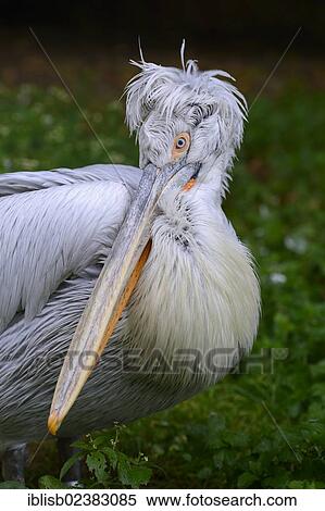 "Dalmatian Pelican (Pelecanus crispus), portrait, Southern Europe" View Large Photo Image Stock Photography - "Dalmatian Pelican (Pelecanus crispus), portrait, Southern Europe". Fotosearch