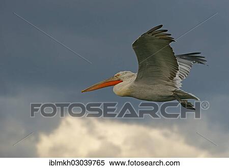 "Dalmatian Pelican (Pelecanus crispus) in flight, Lake Kerkini, Central Macedonia, Greece, Europe" View Large Photo Image Stock Photography - "Dalmatian Pelican (Pelecanus crispus) in flight, Lake Kerkini, Central Macedonia, Greece, Europe". Fotosearch