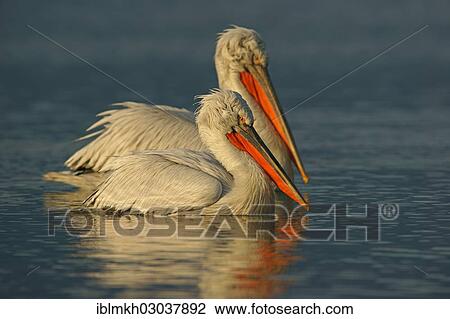 "Dalmatian Pelicans (Pelecanus crispus), Lake Kerkini, Central Macedonia, Greece, Europe" View Large Photo Image Stock Image - "Dalmatian Pelicans (Pelecanus crispus), Lake Kerkini, Central Macedonia, Greece, Europe". Fotosearch