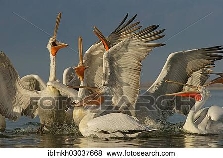 "Dalmatian Pelicans (Pelecanus crispus), group competing for fish discarded by fishermen, Lake Kerkini, Central Macedonia, Greece, Europe" View Large Photo Image Stock Photo - "Dalmatian Pelicans (Pelecanus crispus), group competing for fish discarded by fishermen, Lake Kerkini, Central Macedonia, Greece, Europe". Fotosearch