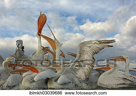 "Dalmatian Pelicans (Pelecanus crispus), group competing for fish discarded by fishermen, Lake Kerkini, Central Macedonia, Greece, Europe" View Large Photo Image Stock Photograph - "Dalmatian Pelicans (Pelecanus crispus), group competing for fish discarded by fishermen, Lake Kerkini, Central Macedonia, Greece, Europe". Fotosearch