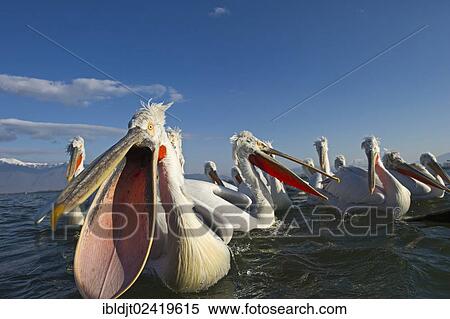 Dalmatian Pelicans (Pelicanus crispus) waiting to be fed, at Lake Kerkini, Northern Greece, Europe View Large Photo Image Stock Photography - Dalmatian Pelicans (Pelicanus crispus) waiting to be fed, at Lake Kerkini, Northern Greece, Europe. Fotosearch