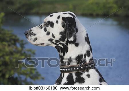 "Dalmatian, portrait, North Rhine-Westphalia, Germany, Europe" View Large Photo Image Stock Image - "Dalmatian, portrait, North Rhine-Westphalia, Germany, Europe". Fotosearch