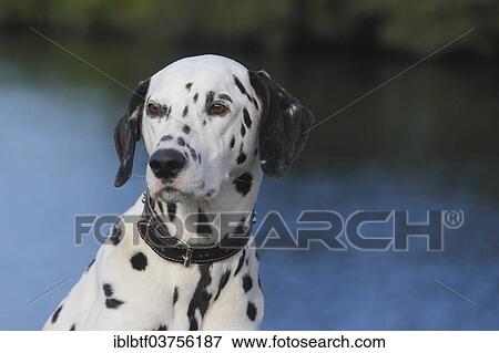 "Dalmatian, portrait, North Rhine-Westphalia, Germany, Europe" View Large Photo Image Stock Photo - "Dalmatian, portrait, North Rhine-Westphalia, Germany, Europe". Fotosearch