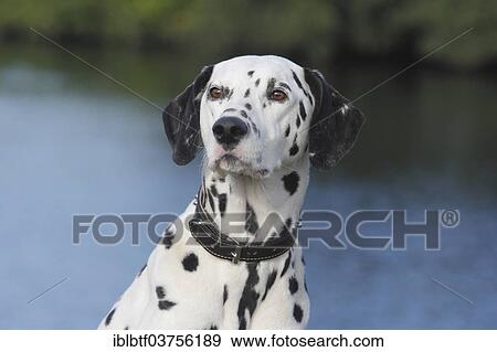 Stock Photo - "Dalmatian, portrait, North Rhine-Westphalia, Germany, Europe". Fotosearch