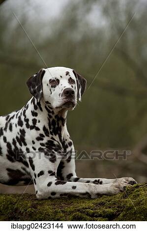 Dalmatian, portrait View Large Photo Image Picture - Dalmatian, portrait. Fotosearch