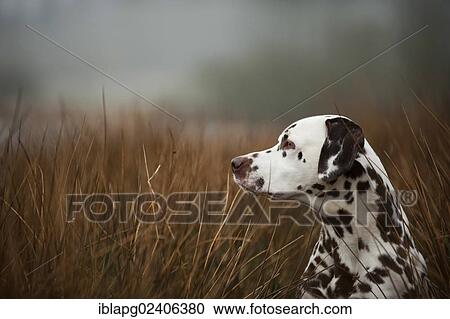 "Dalmatian, portrait" View Large Photo Image Stock Image - "Dalmatian, portrait". Fotosearch