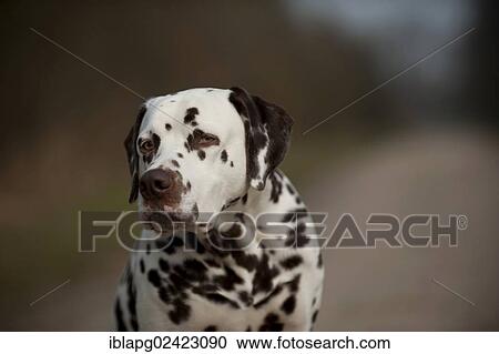 Dalmatian, portrait View Large Photo Image Stock Image - Dalmatian, portrait. Fotosearch