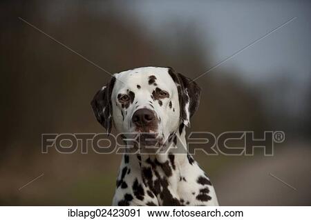 Dalmatian, portrait View Large Photo Image Stock Image - Dalmatian, portrait. Fotosearch