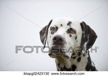 Dalmatian, portrait View Large Photo Image Stock Image - Dalmatian, portrait. Fotosearch