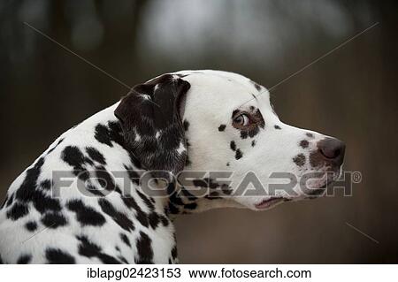 Stock Image - Dalmatian, portrait. Fotosearch