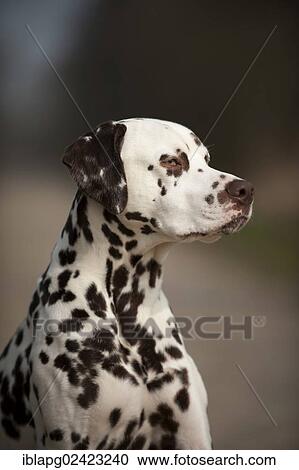 Dalmatian, portrait View Large Photo Image Stock Image - Dalmatian, portrait. Fotosearch