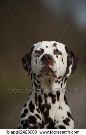 Dalmatian, portrait View Large Photo Image Stock Photo - Dalmatian, portrait. Fotosearch
