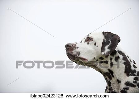 Dalmatian, portrait View Large Photo Image Stock Photo - Dalmatian, portrait. Fotosearch