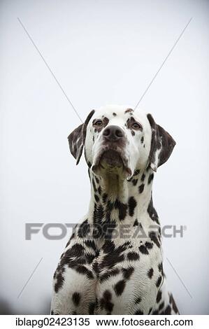 Dalmatian, portrait View Large Photo Image Stock Photography - Dalmatian, portrait. Fotosearch