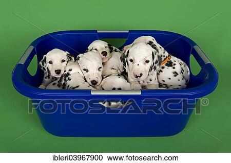 Stock Image - "Dalmatian puppies, 6 weeks in a tub". Fotosearch