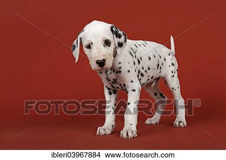"Dalmatian, puppy, 6 weeks" View Large Photo Image Picture - "Dalmatian, puppy, 6 weeks". Fotosearch