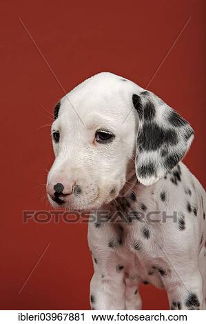 "Dalmatian, puppy, 6 weeks" View Large Photo Image Stock Image - "Dalmatian, puppy, 6 weeks". Fotosearch
