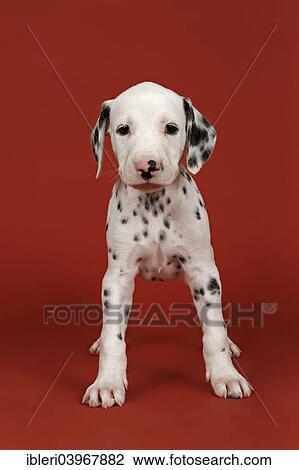 Stock Image - "Dalmatian, puppy, 6 weeks". Fotosearch