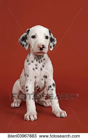 "Dalmatian, puppy, 6 weeks" View Large Photo Image Stock Image - "Dalmatian, puppy, 6 weeks". Fotosearch