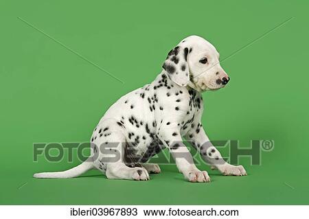 "Dalmatian puppy, 6 weeks" View Large Photo Image Stock Image - "Dalmatian puppy, 6 weeks". Fotosearch