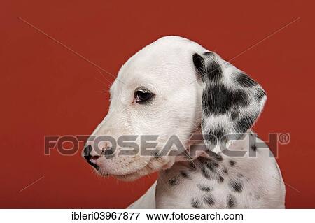 "Dalmatian, puppy, 6 weeks" View Large Photo Image Stock Photo - "Dalmatian, puppy, 6 weeks". Fotosearch