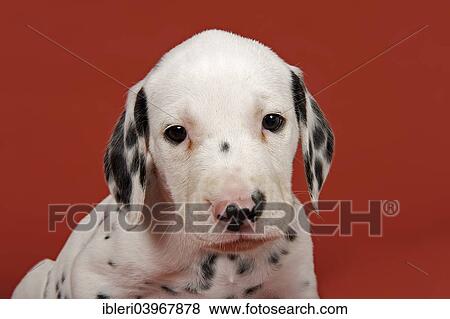 "Dalmatian, puppy, 6 weeks" View Large Photo Image Stock Photo - "Dalmatian, puppy, 6 weeks". Fotosearch