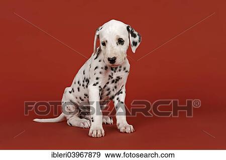 "Dalmatian, puppy, 6 weeks" View Large Photo Image Stock Photo - "Dalmatian, puppy, 6 weeks". Fotosearch