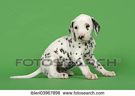 "Dalmatian puppy, 6 weeks" View Large Photo Image Stock Photo - "Dalmatian puppy, 6 weeks". Fotosearch